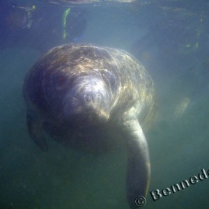 Manatee Trip 2006