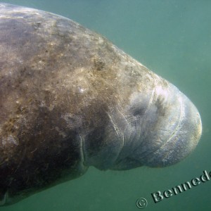 Manatee Trip 2006