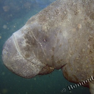 Manatee Trip 2006