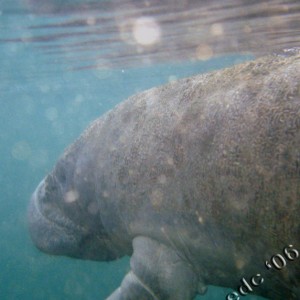 Manatee Trip 2006