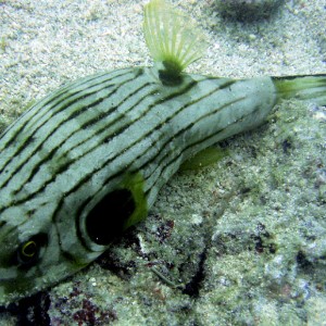 Striped Pufferfish