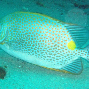 Gold-Spotted Sweetlips