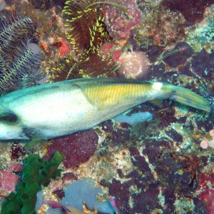 Spectacled Filefish