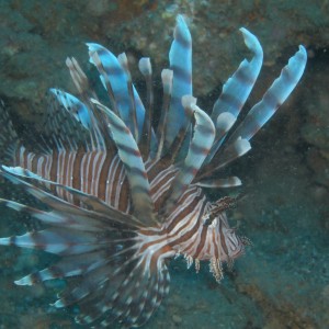 Lion Fish, Moorhead, NC