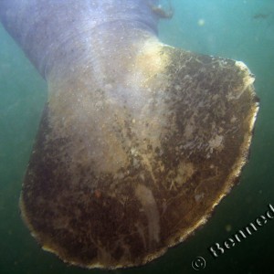 Manatee Tail