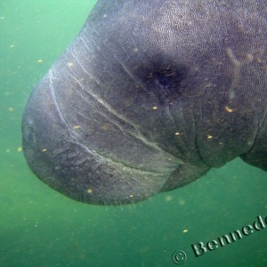 Cutie Manatee