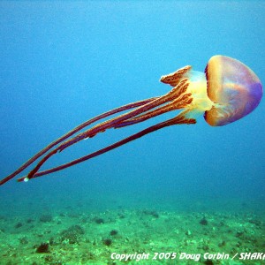 "Pelagic Jellyfish"
