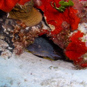 cozumel underwater photos