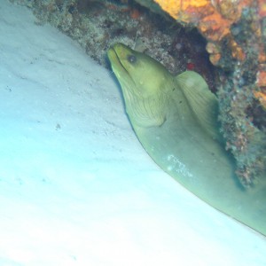 cozumel underwater photos