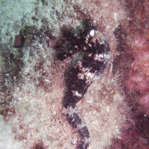 B-W_Seahorse