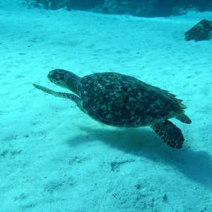 cozumel underwater photos