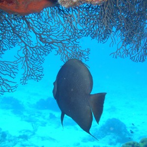 cozumel underwater photos