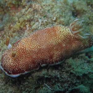 Chromodoris Reticulata