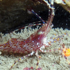 MR shrimp, of monterey ca