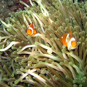 banggai_and_nemo_a