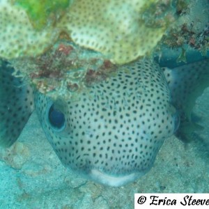 Some sort of puffer fish.