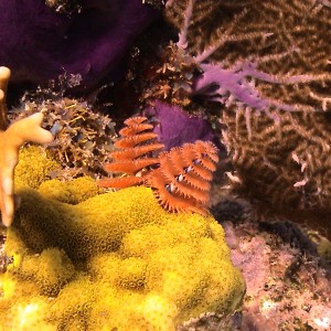colors of molasses reef