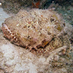 A Spotted Scorpionfish in Curacao