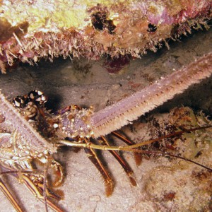 A Spiney Lobster in Curacao