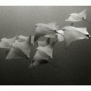 Cownose Rays