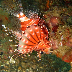 another lion fish