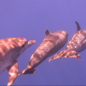 Atlantic Spotted Dolphin w/ color filter on