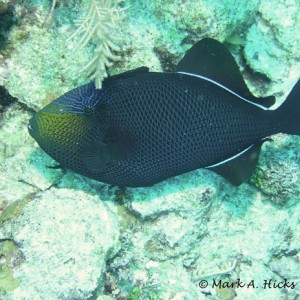 Blue_Fish_1