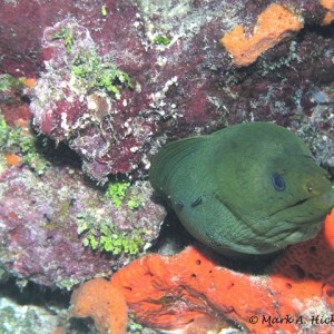 Green_Moray_2