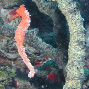 Sea_Horse_2