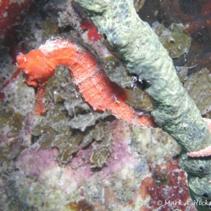 Sea_Horse_3