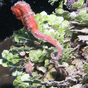 Sea_Horse_6