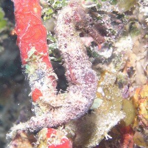 Sea_Horse_7