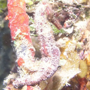 Sea_Horse_8