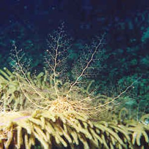 Basket starfish on coral