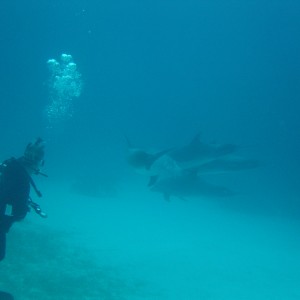 Dolphin Pics