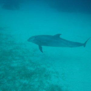 Dolphin Pics