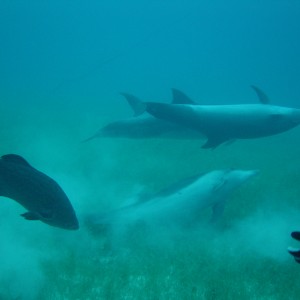 Dolphin Pics