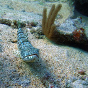 Sand Diver: Bermuda