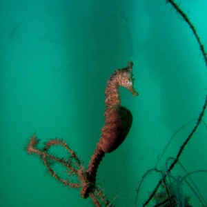 seahorse