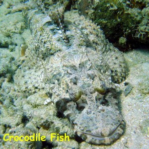 Ray Point, Mabul