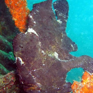 Oil Rig, Mabul