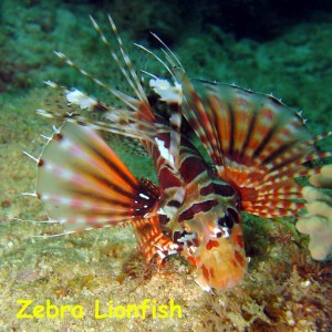 Lobster Wall, Mabul