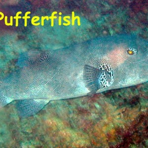 Staghorn Crest, Sipadan