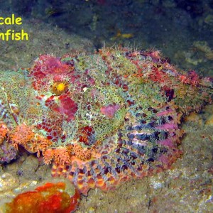 Lobster Wall, Mabul