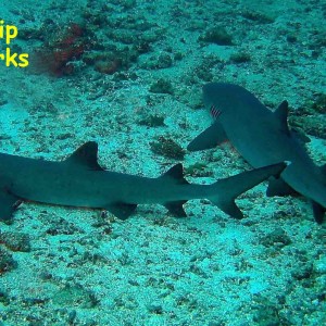 Barracuda Point, Sipadan