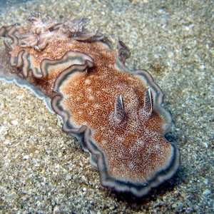 Brown Nudibranch on Sand - Glossodoris hikuerensis