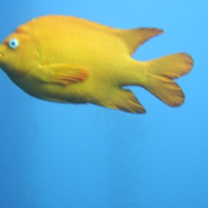 California State fish - Girabaldi