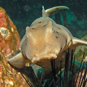 Horn Shark