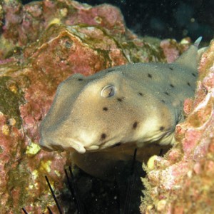 Horn Shark