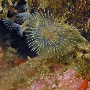 Xmas Tree Worm